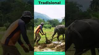 traditional way of plowing rice fields #videoshorts