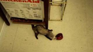 Ferret's Weasel War Dance and Thievery