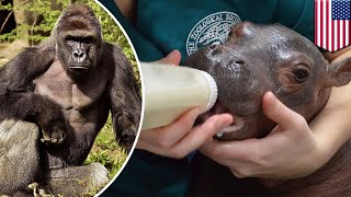Fiona the hippo: Cincinnati Zoo director to pen book on baby hippo, moves past Harambe - TomoNews