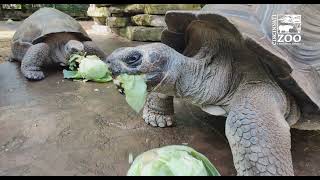 Galapagos Tortoises Eat Cabbage for World Turtle Day _ Cincinnati Zoo