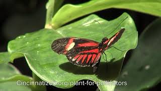 Who are the Pollinators - Cincinnati Zoo