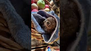 Apple owl Luchik #shorts