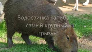 Южная Америка. Рекорды