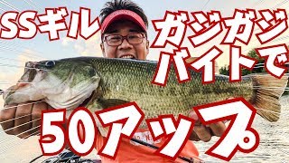 ドライブSSギル！本気のガジガジバイトで50アップ！MONOHOSHIZAOテストも好調！