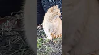 косой рыжий кот