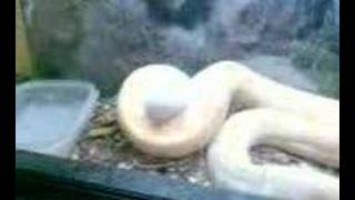 Serpiente Vs Raton