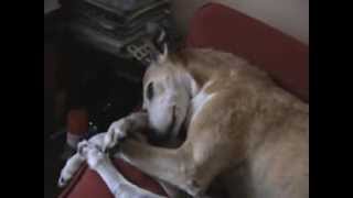 Basildon Bond the Lurcher