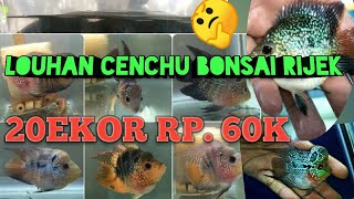 LOUHAN RIJEK di LAPAK 161