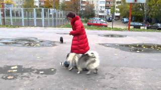 Догма - дрессура