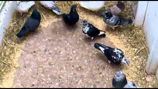 Tippler pigeons
