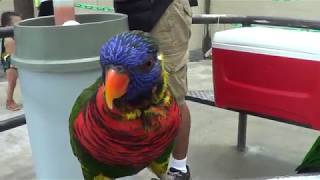 FLORIDA Butterfly World Наши дети кормят приветливых и дружелюбных попугайчиков