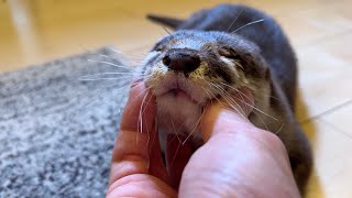 ひたすら愛されるカワウソさくら The ever-loved otter Sakura