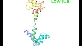Calmodulin binding to calcium