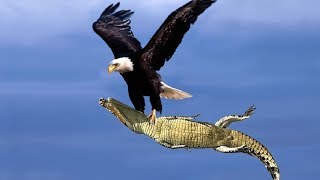 Лучшие орлиные атаки 2018 года _ БОИ ЖИВОТНЫХ