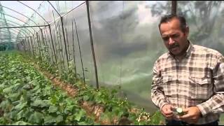 Seralarda Hıyar-Salatalık Neden Erir, Çözümü nedir, Sera Hastalıkları