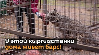 У этой кыргызстанки дома живет барс! Удивительное видео