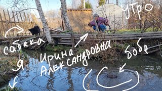 Это утро началось не с кофе, а с бобра в огороде. Кажется, он пришёл за мной, но ошибся домом