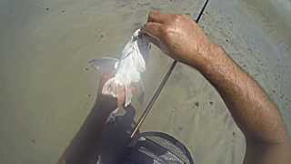 Surf Fishing Corbina on the fly in SoCal.