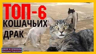 САМЫЕ СМЕШНЫЕ КОШАЧЬИ БОИ. Коты воители-ТОП 6