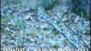 Щенок лайки нашел подранка