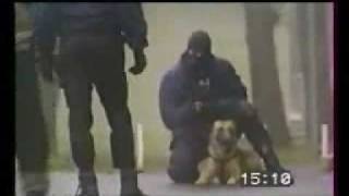 police dog training. STRONG DOGS!!!