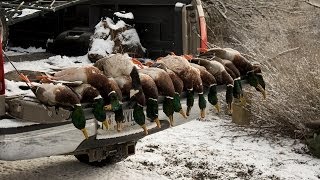 Upper Columbia Duck Hunting - Early January 2013