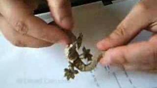 origami flexible gecko