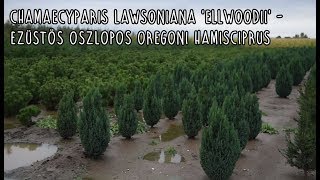 Chamaecyparis lawsoniana 'Ellwoodii' - Ezüstös oszlopos oregoni hamisciprus