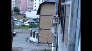 Кот-альпинст - захватывающий триллер