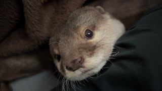 人間みたいなカワウソが起床した結果 The result of a human-like otter waking up.