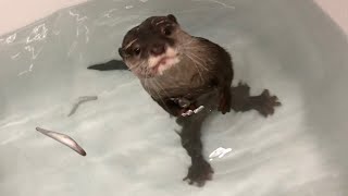 脇に魚を抱えつつ別の魚を食べる欲張りすぎるカワウソ overly greedy otter