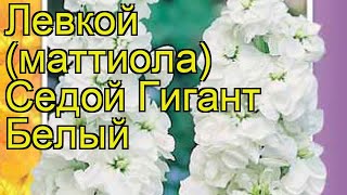 Левкой седой Гигант Белый. Краткий обзор, описание характеристик, где купить семена matthiola incana