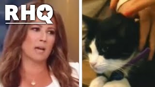 Cats Cause Fox Hosts To Lose Their Minds