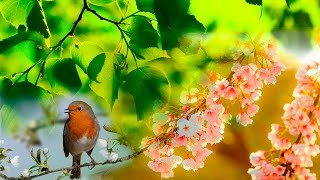 Звуки леса, Соловей, речка, первые цветы, Весенний лес 2017
