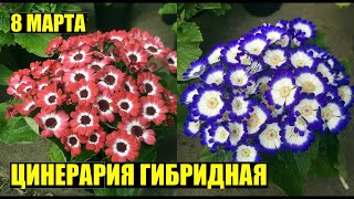 Выращивание цветов к 8 марта. Цинерария гибридная.