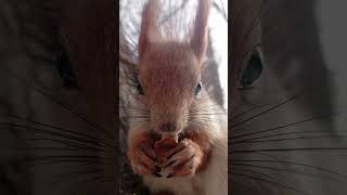 Опять кушаем орешек / We're eating a nut again