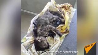 Котят заживо залили горячей смолой, одного удалось спасти