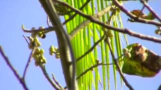 Красноголовый бородастик.  Сoppersmith barbet. Мagalaima haemacephala