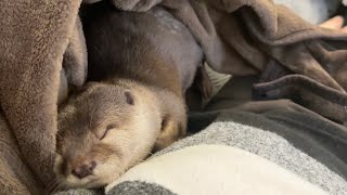 猫に探されてる最中に隠れて2度寝を決め込むカワウソ Otter hiding and sleeping twice while the cat searches for her.
