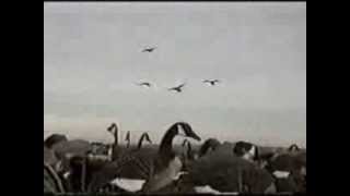 Goosehunt.ru - отстрел гусей