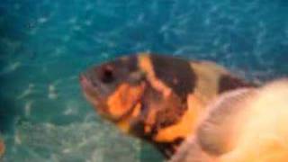 OSCAR x PIRANHA - eating