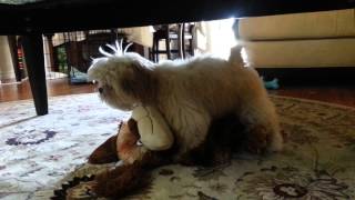 Amore making love with his new mistress