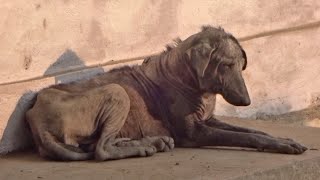 Dog's skin was turning to gravel, now gorgeous after rescue from mange.