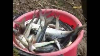 Клёвое место Река Дон, ловля донской сельди нахлыстом и бомбардами