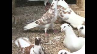 Бакинские бойные голуби  Гейдара Бабаева часть 3