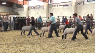 Market Lamb Champion Drive 2012 CSF