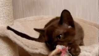 Бурманские котята ( бурма)