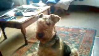 Training an Airedale