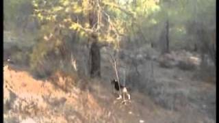 ΚΥΝΗΓΙ ΜΕ BEAGLE ΣΤΗΝ ΚΥΠΡΟ