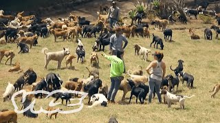 Locals Are Poisoning Dogs at a Sanctuary For 1000 Strays